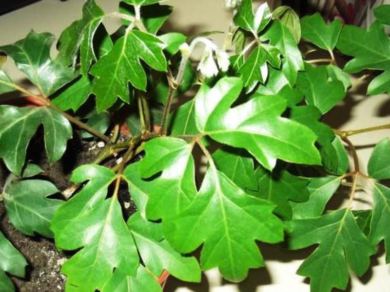 Катерещи растения