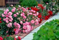 подслон рози за зимата