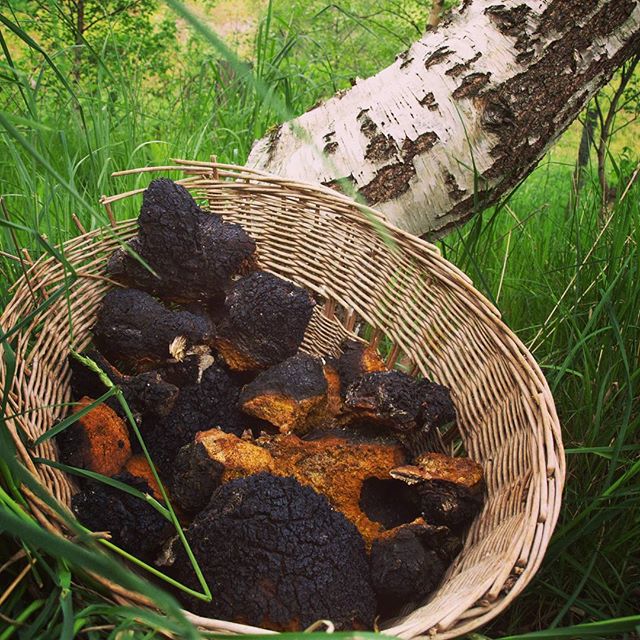 השימוש בפטרייה לטיפול במחלות