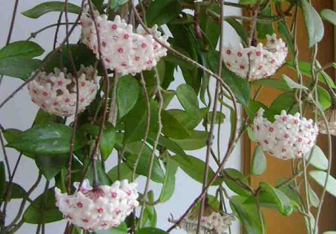 Катерещи растения