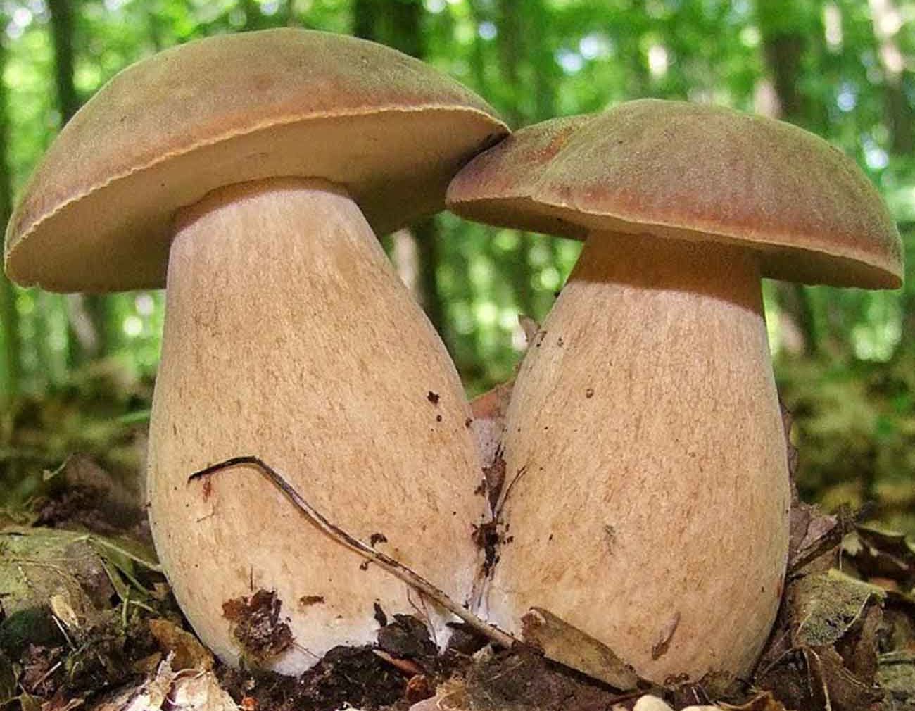 Cep