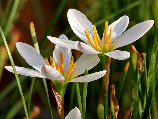 Zephyranthes grootbloemig