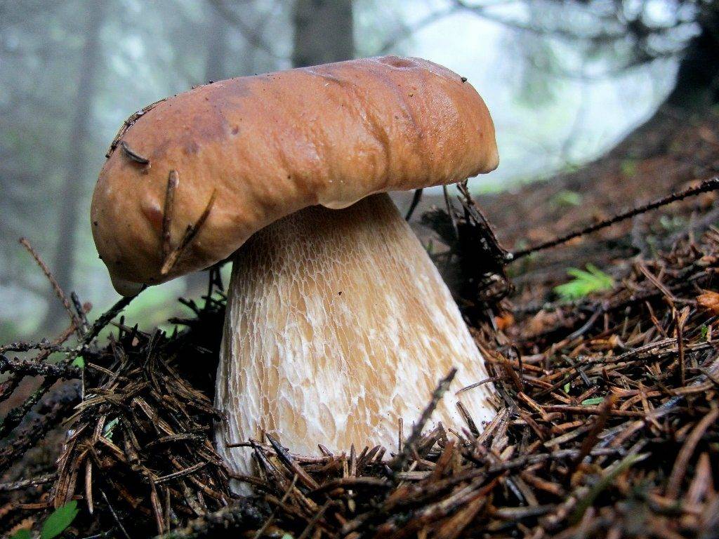 CEP