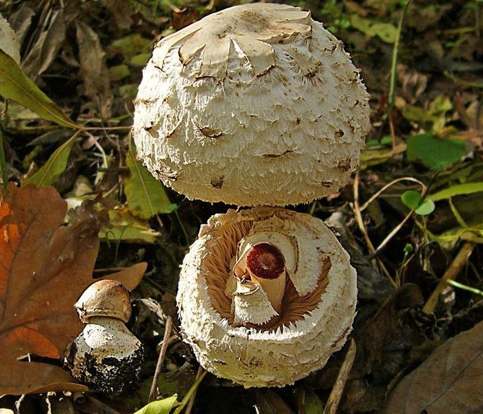 Nấm ô dù đỏ mặt