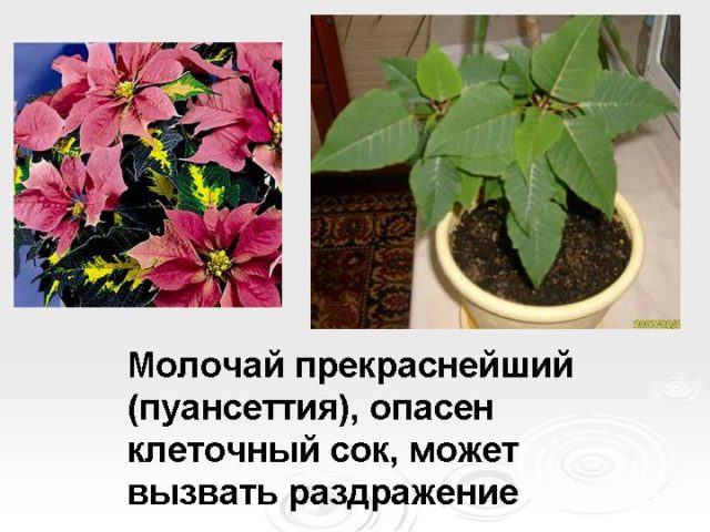 Опасността от пуансеттия