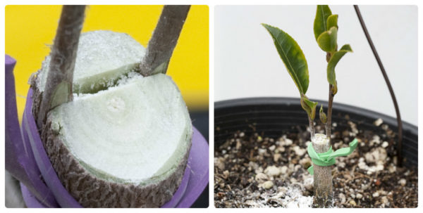 Разпространение на ваксинация