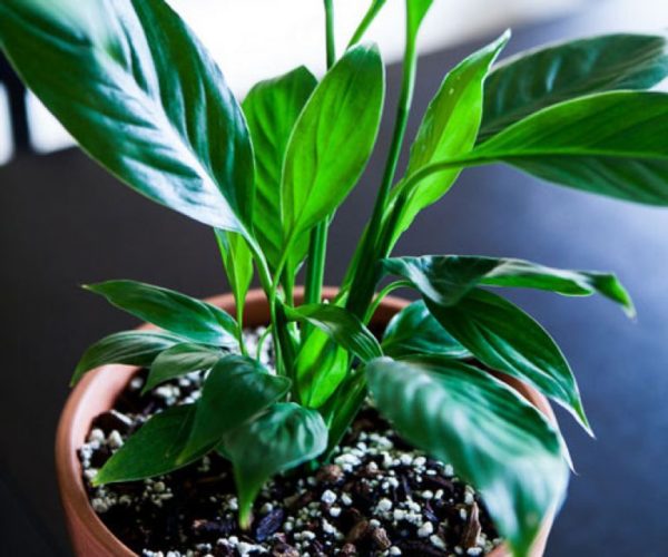 Augančios problemos