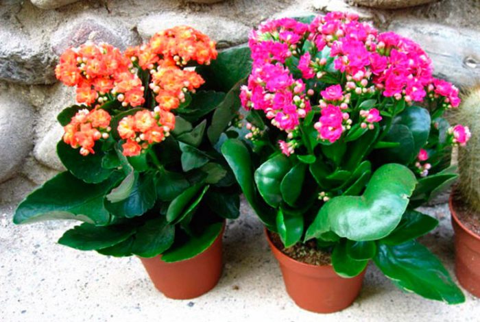 Kalanchoe