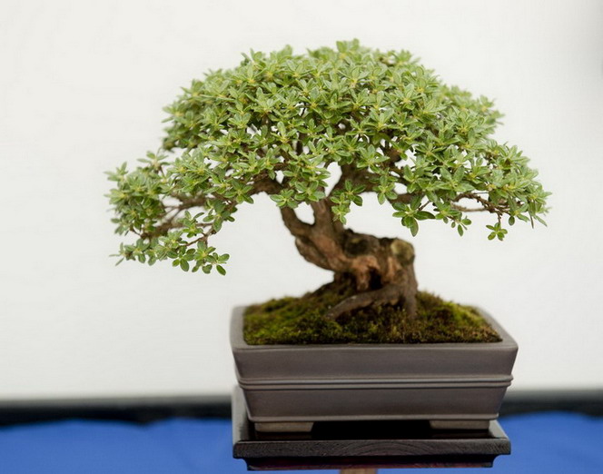 Cây cảnh Ficus