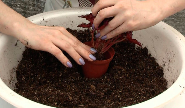 Функции за трансплантация