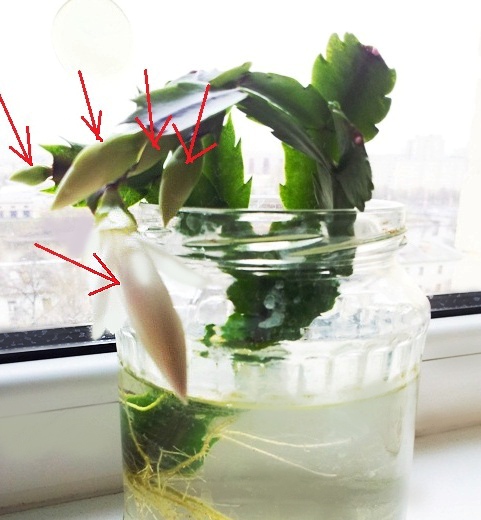 Auginių sudygimas vandenyje