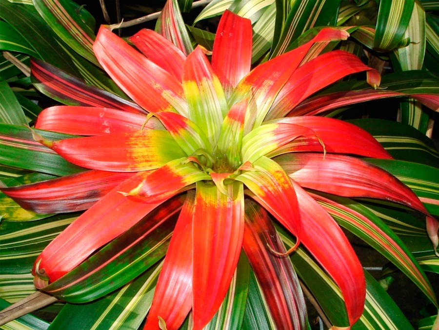 Guzmania máu đỏ
