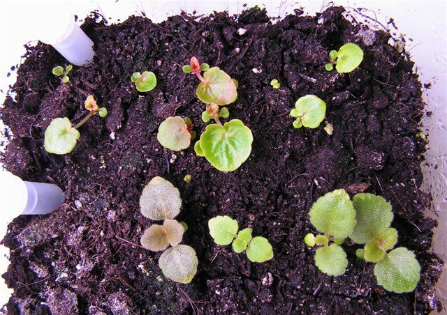 Размножаване на семена