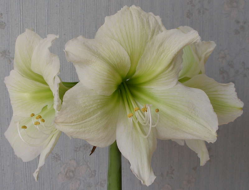 Hippeastrum