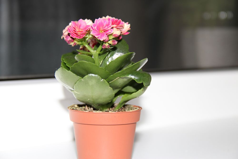 Kalanchoe