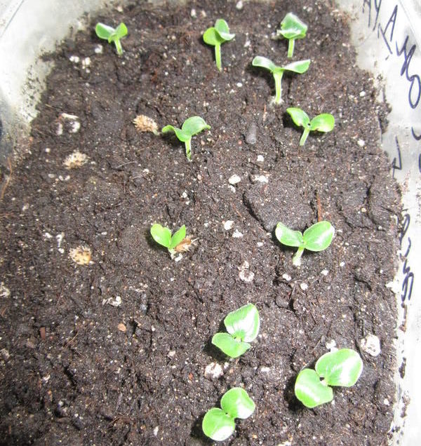 Crossandra iš sėklų