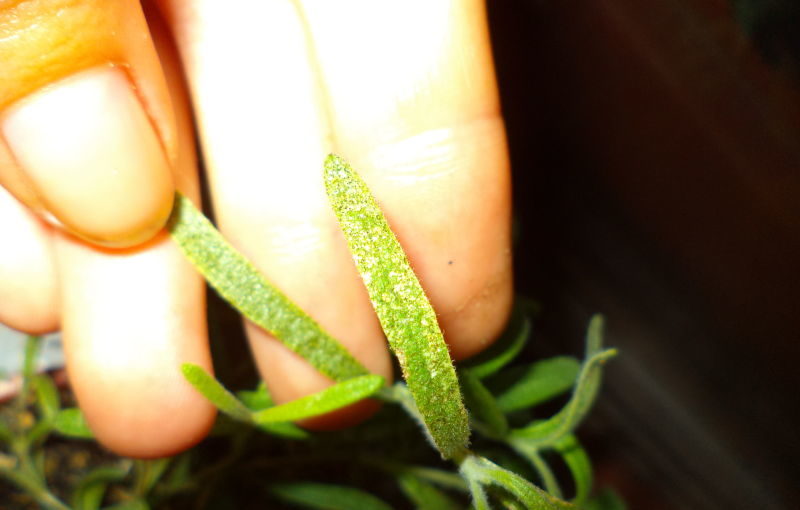 מחלת רוזמרין