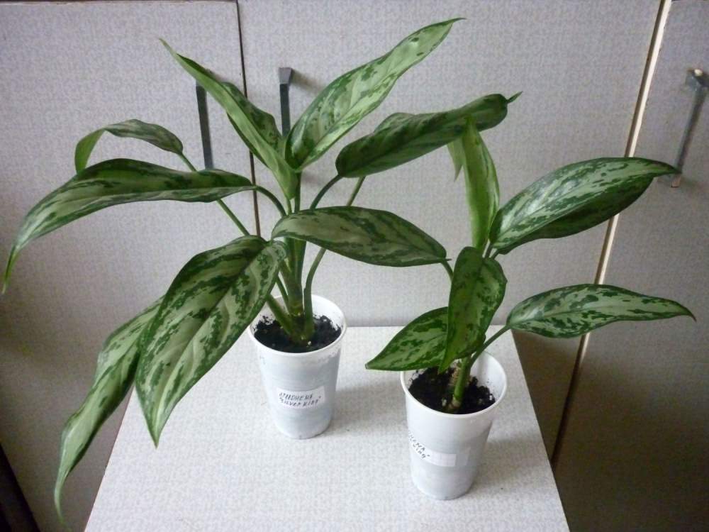 Aglaonema