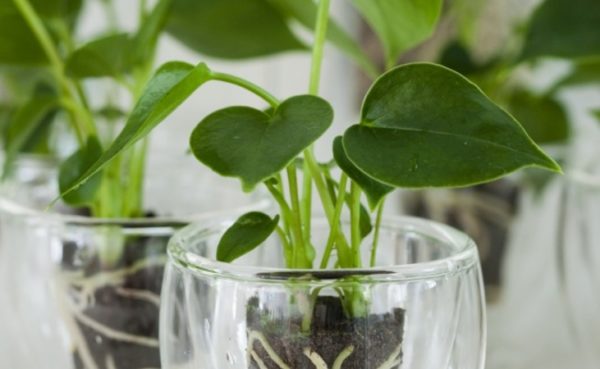 Трансплантация по време на цъфтеж