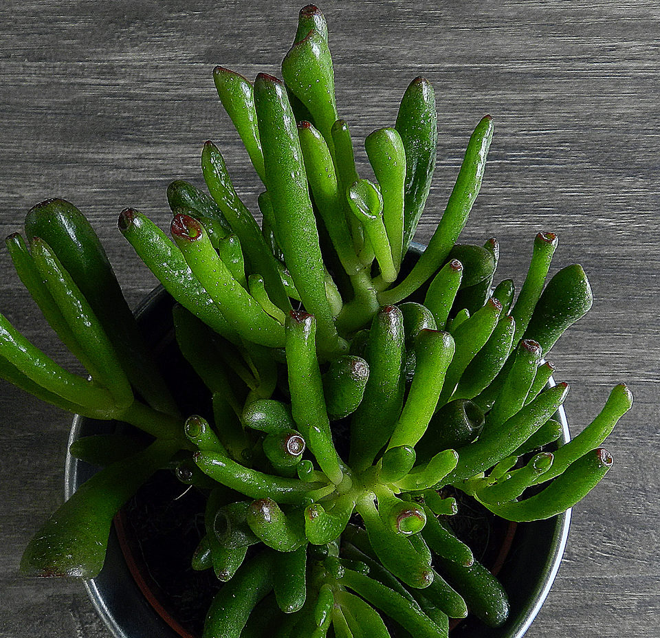 Crassula ovalas