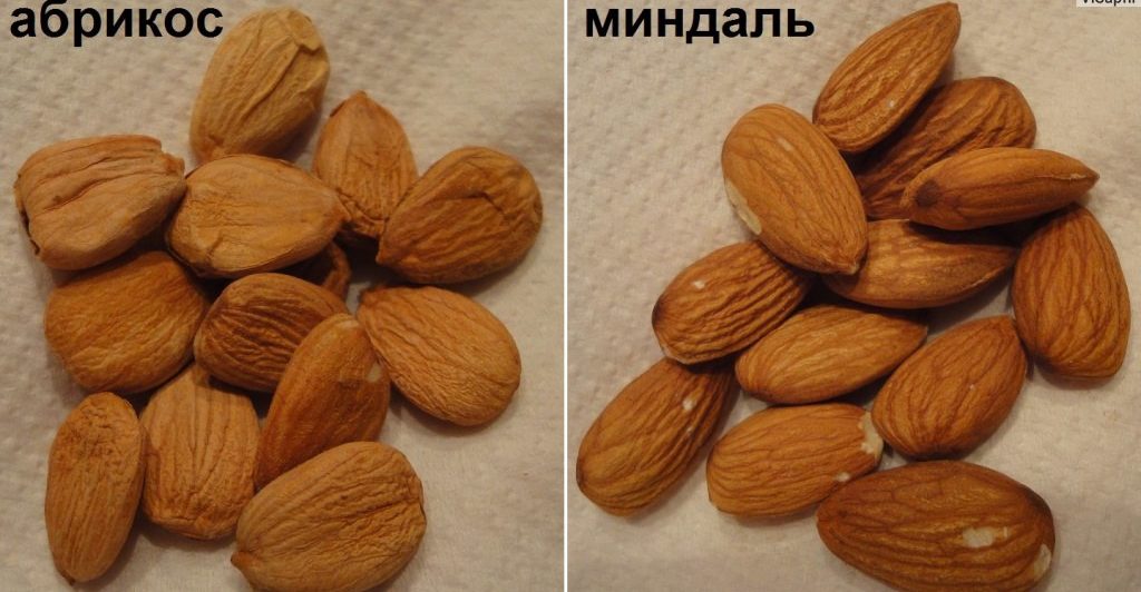 Migdolai ir abrikosų branduoliai