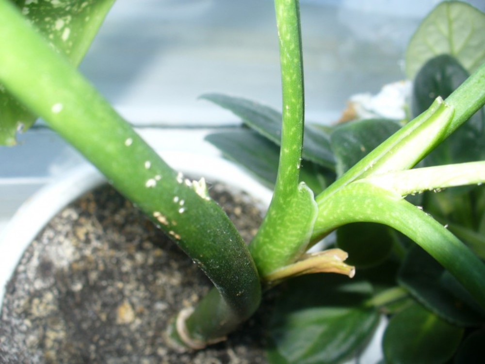 Plagen op dieffenbachia