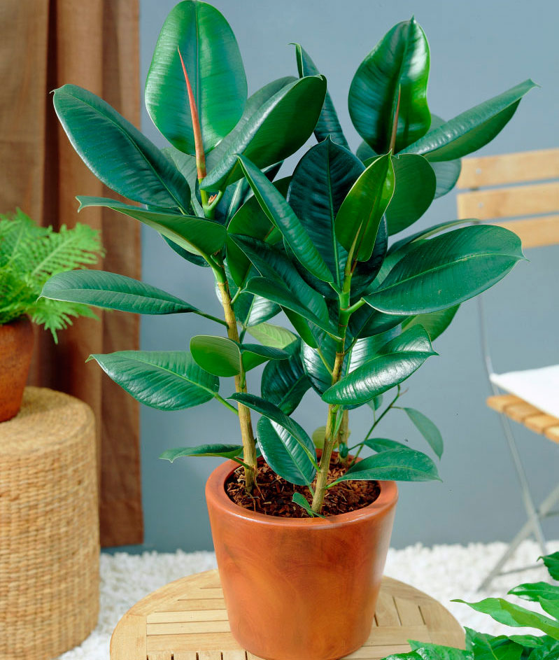 Cao su Ficus