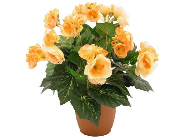 Видове и сортове бегонии