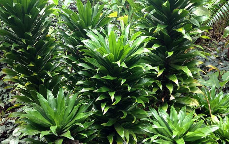 драконово дърво