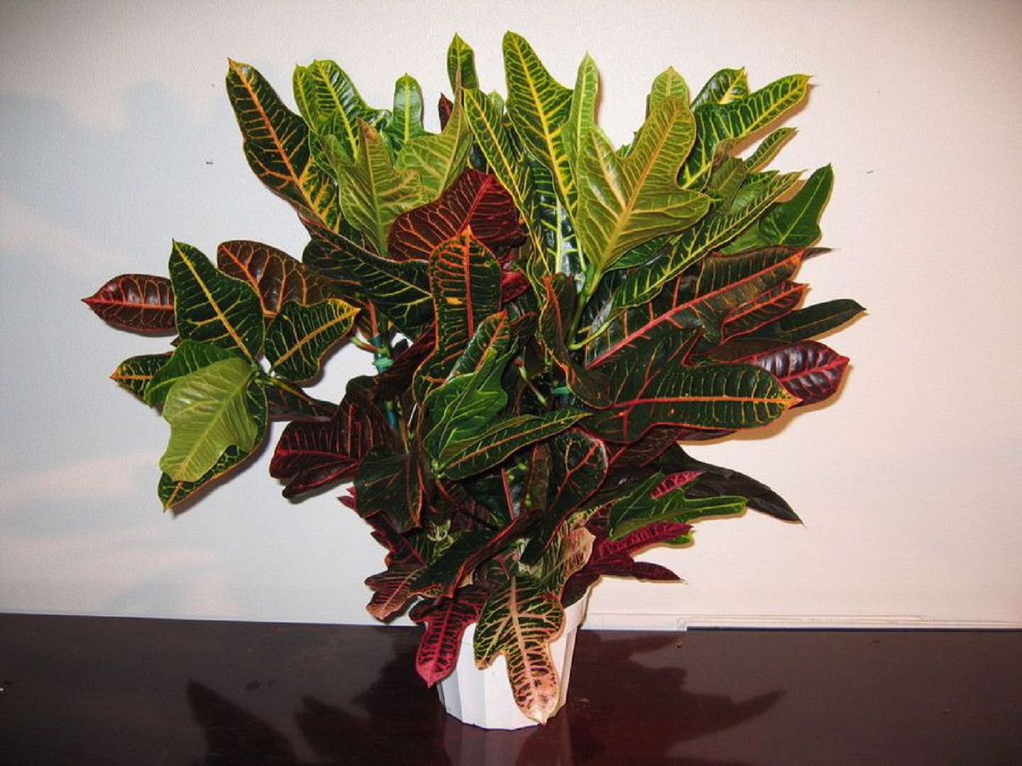 Croton