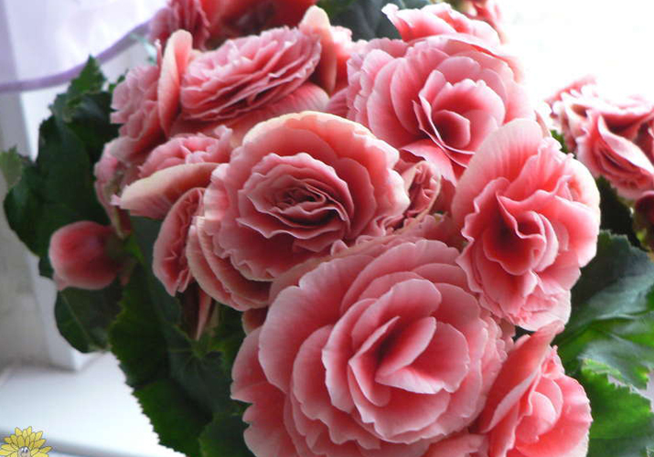 Бегония Елатор