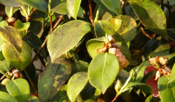 Болести и вредители