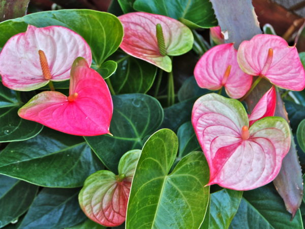 Как изглежда цвете