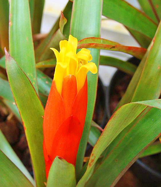 Guzmania Nicaragua