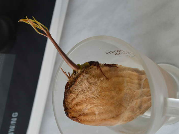 кост покълване