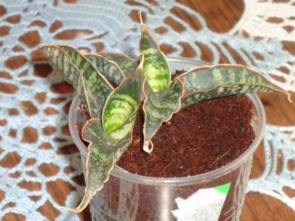 Bệnh và dịch hại