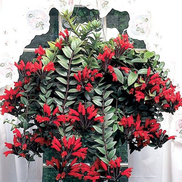 Cắt tỉa Escinanthus