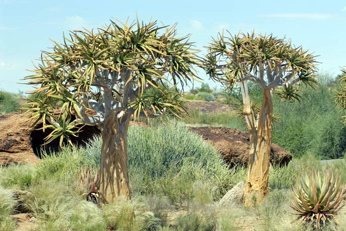 Скарлет дихотомен