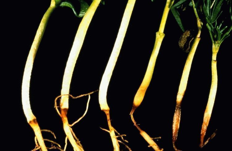 ריקבון שורש