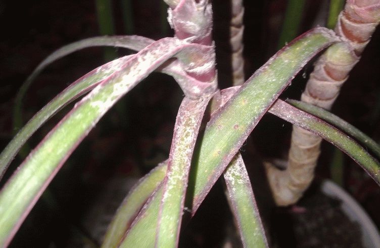 Kambario palmių liga