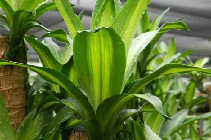 драконово дърво