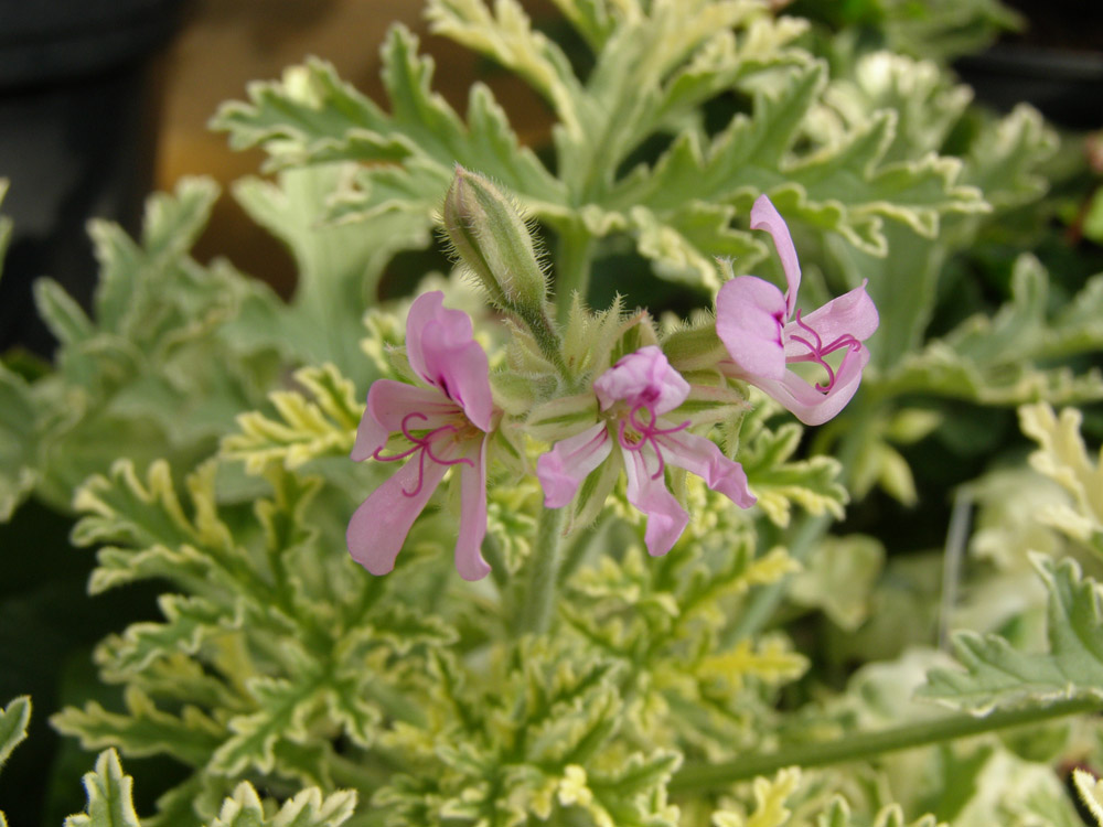 Ароматна пеларгония