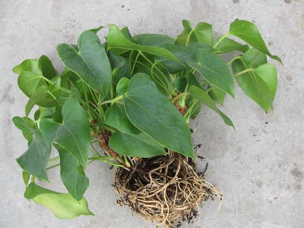 Размножаване чрез потомство