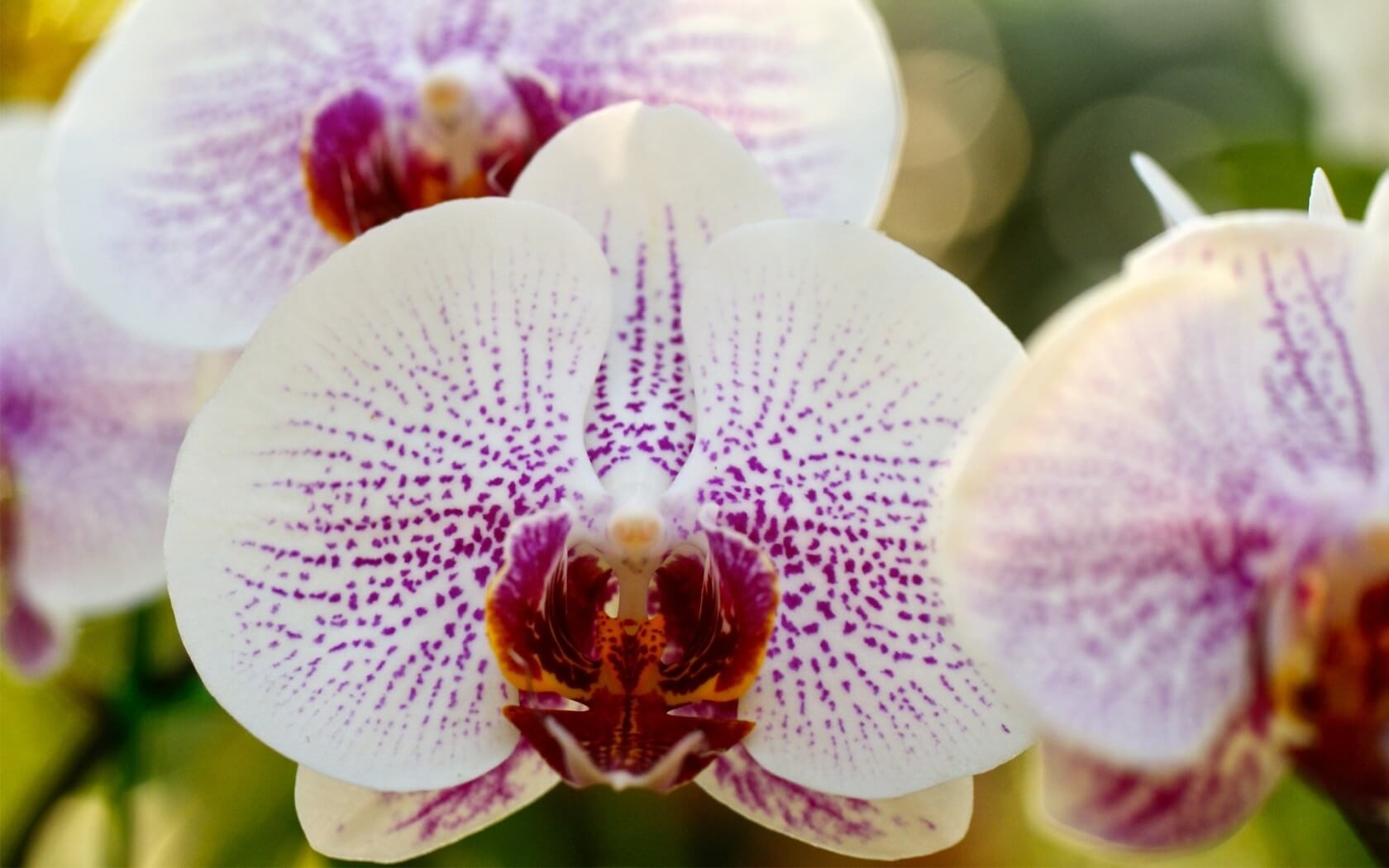 Phalaenopsis