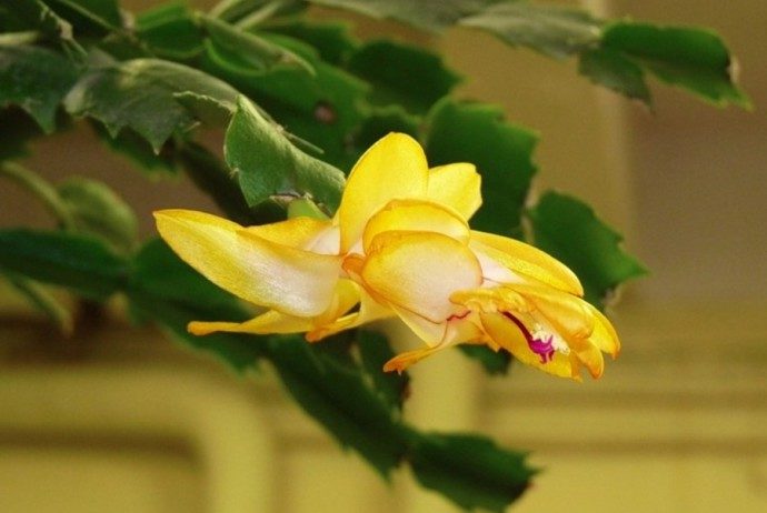 Декабристкото