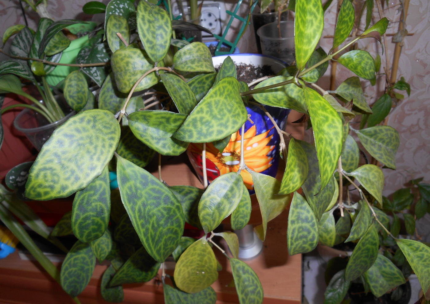 Đá cẩm thạch Aeschinanthus