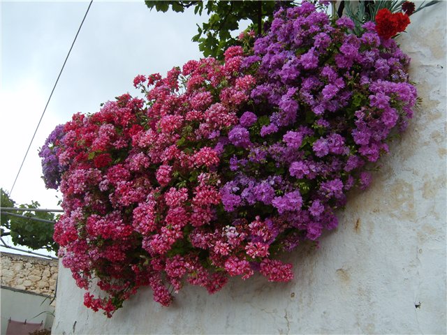 Ампелова пеларгония