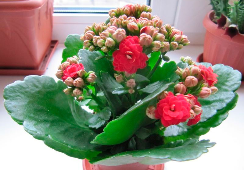 Kalanchoe