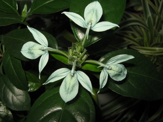 „Crossandra Green Ice“