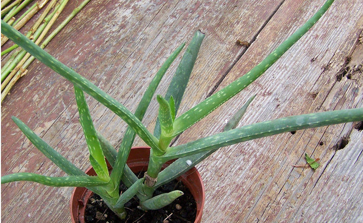 Алое Джаксън